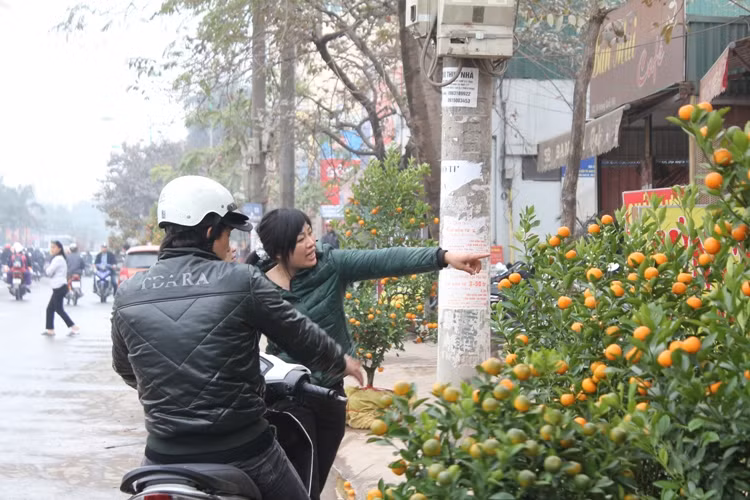 Náo nức đào, quất ảnh 7