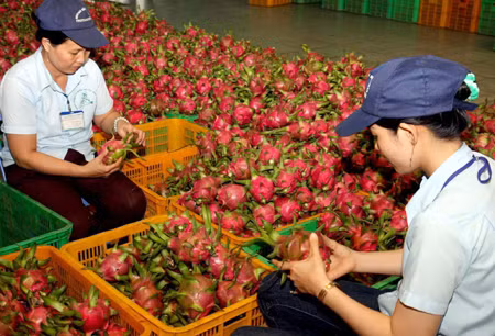 Cấp bách gỡ khó cho tiêu thụ nông sản ảnh 1