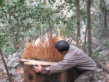 "Cưa lốc" phá rừng Bắc Kạn ảnh 1