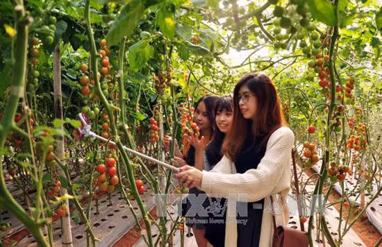 Du khách 'ùn ùn' lên phố núi, nhiều tuyến đường giao thông Đà Lạt ùn tắc cục bộ ảnh 1