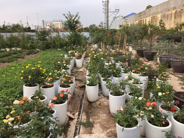 Hơn 300 loài hoa hồng khoe sắc tại trang trại hoa cảnh ngoại thành Hà Nội ảnh 2