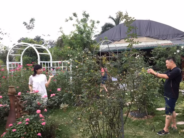 Hơn 300 loài hoa hồng khoe sắc tại trang trại hoa cảnh ngoại thành Hà Nội ảnh 10