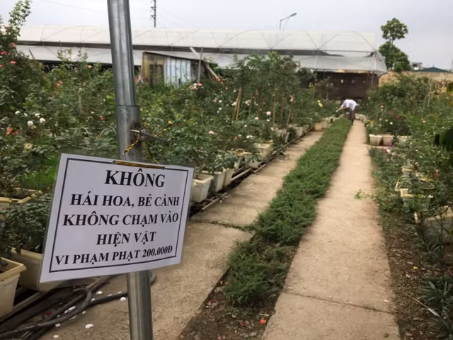 Hơn 300 loài hoa hồng khoe sắc tại trang trại hoa cảnh ngoại thành Hà Nội ảnh 15