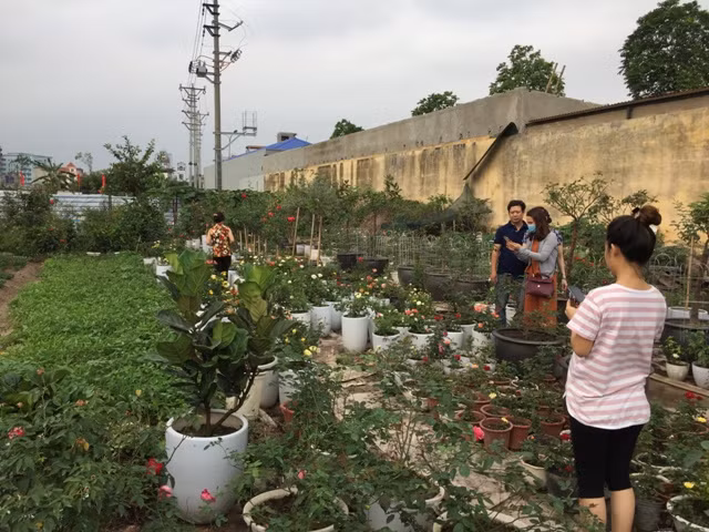 Hơn 300 loài hoa hồng khoe sắc tại trang trại hoa cảnh ngoại thành Hà Nội ảnh 9