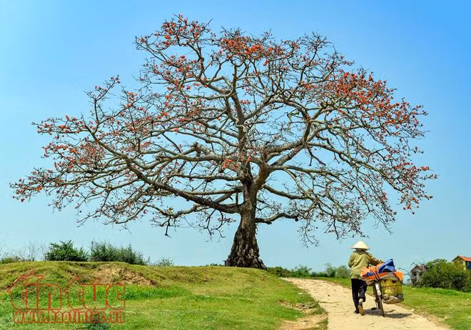 Tháng ba, 'đốn tim' ta sắc hoa gạo đỏ ảnh 3