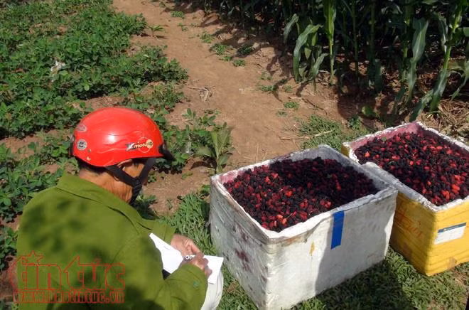 Nông dân xã Hiệp Thuận (Hà Nội) tất bật vào mùa hái dâu tằm, thu về hàng chục triệu đồng ảnh 11