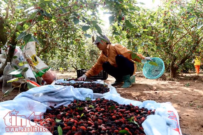 Nông dân xã Hiệp Thuận (Hà Nội) tất bật vào mùa hái dâu tằm, thu về hàng chục triệu đồng ảnh 9