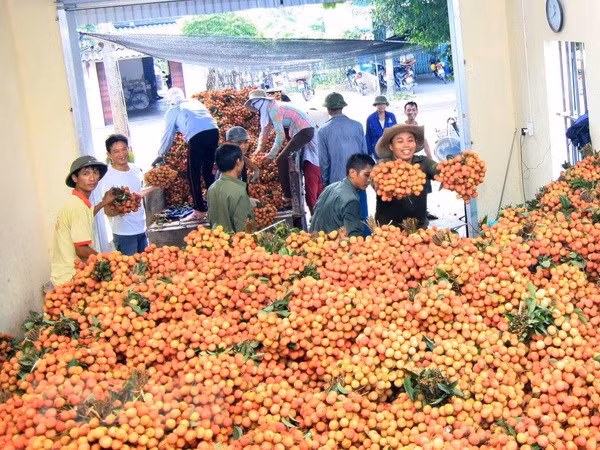 Vải, nhãn 'hứa hẹn' được mùa: Chủ động tiêu thụ, tránh ế thừa, mất giá ảnh 1