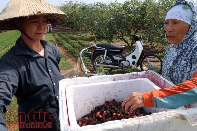 Nông dân xã Hiệp Thuận (Hà Nội) tất bật vào mùa hái dâu tằm, thu về hàng chục triệu đồng ảnh 4