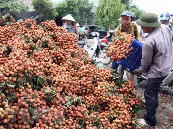 Vải, nhãn 'hứa hẹn' được mùa: Chủ động tiêu thụ, tránh ế thừa, mất giá ảnh 2