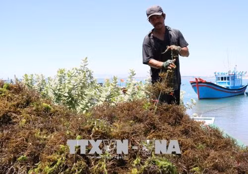 Ngư dân Ninh Thuận được mùa rong sụn ảnh 1