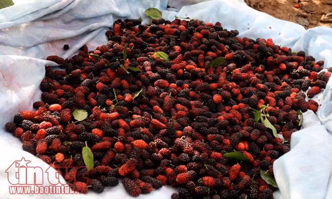 Nông dân xã Hiệp Thuận (Hà Nội) tất bật vào mùa hái dâu tằm, thu về hàng chục triệu đồng ảnh 10