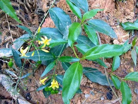 Cứu sống thai phụ ngộ độc lá ngón ảnh 1