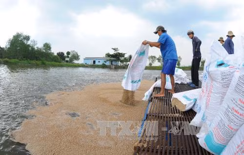 Nuôi cá tra thâm canh ven sông Tiền phục vụ chế biến xuất khẩu ảnh 1