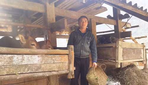 Thoát nghèo nhờ chăn nuôi nhốt chuồng ảnh 1