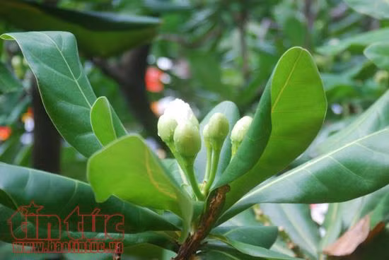 Vẻ đẹp quyến rũ của hoa bàng vuông Trường Sa ảnh 5