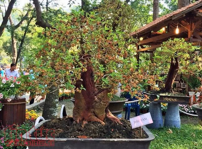 Ngắm các loại hoa, bonsai đẹp, lạ tại Hội hoa Xuân Tao Đàn ảnh 3