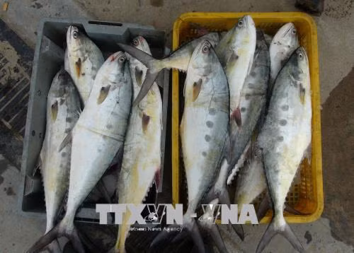 Cận Tết, ngư dân Quảng Trị trúng đậm cá thu, cá bè ảnh 2