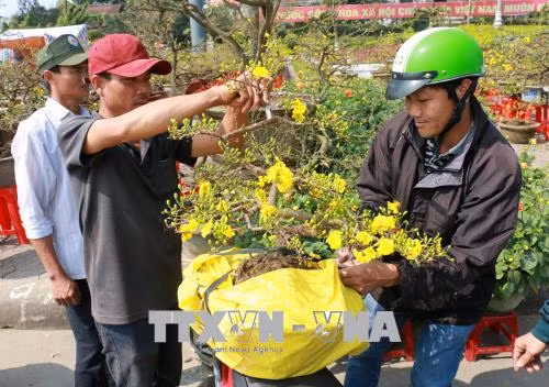 Rộn ràng sắc Xuân trên mọi miền Tổ quốc ảnh 9