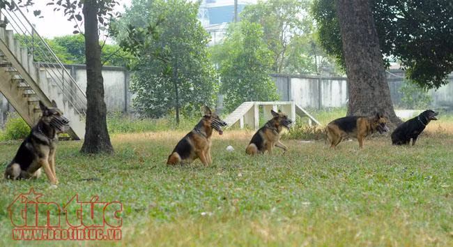 Xem chó nghiệp vụ trấn áp tội phạm của Công an Thành phố Hồ Chí Minh ảnh 7