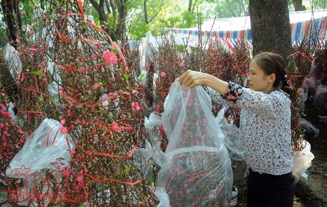 Hoa đào đất Bắc khoe sắc 'hút' khách chơi Tết TP Hồ Chí Minh ảnh 2