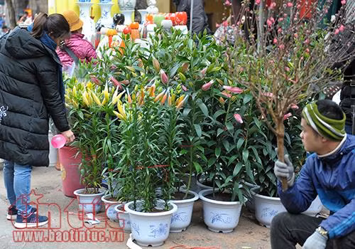 Cận Tết, giá hoa tươi tăng chóng mặt ảnh 7