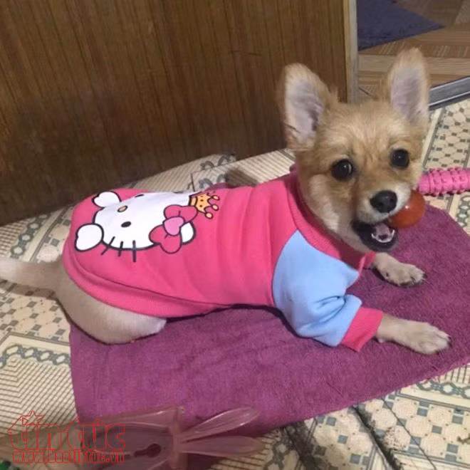 Những chú chó cảnh đáng yêu ảnh 6