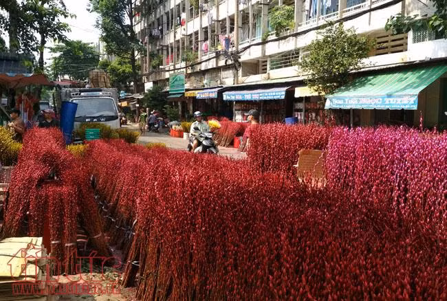 Tất bật chợ đầu mối hoa Tết những ngày cận Tết ảnh 2
