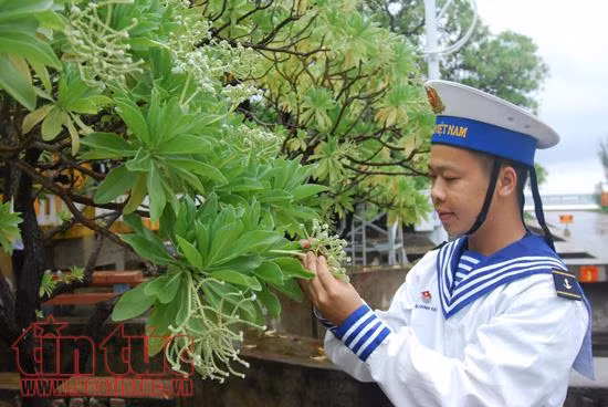 Vẻ đẹp quyến rũ của hoa bàng vuông Trường Sa ảnh 11