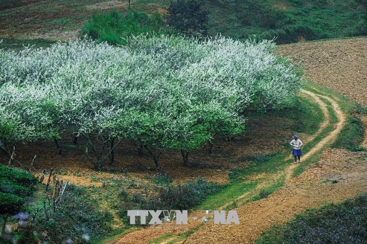 Xuân về trên cao nguyên Mộc Châu ảnh 3