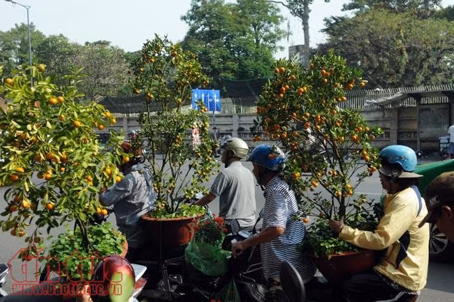 Chiều tối 30 Tết, giá hoa 'rẻ như cho', nhiều chủ hàng đập bỏ ảnh 3