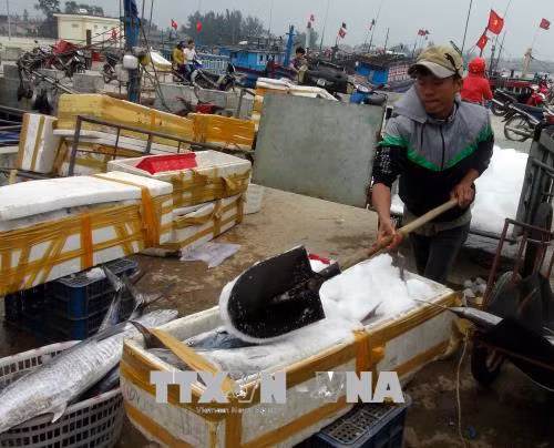 Cận Tết, ngư dân Quảng Trị trúng đậm cá thu, cá bè ảnh 1