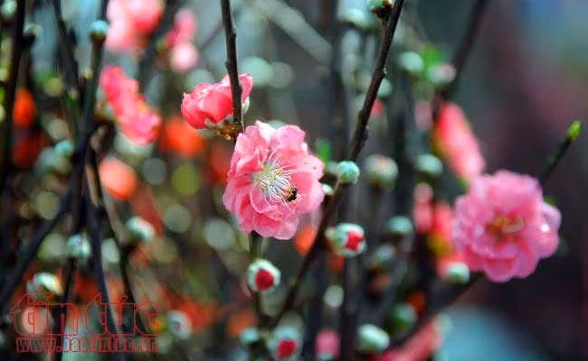 Hoa đào đất Bắc khoe sắc 'hút' khách chơi Tết TP Hồ Chí Minh ảnh 3