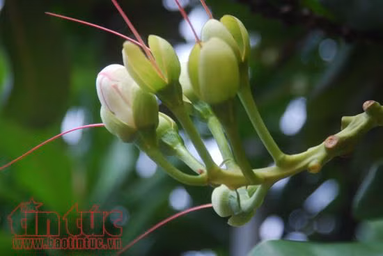 Vẻ đẹp quyến rũ của hoa bàng vuông Trường Sa ảnh 3