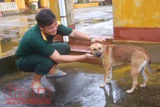 Những chú chó ở Trường Sa, ‘người bạn’ thân thiết của lính đảo ảnh 6