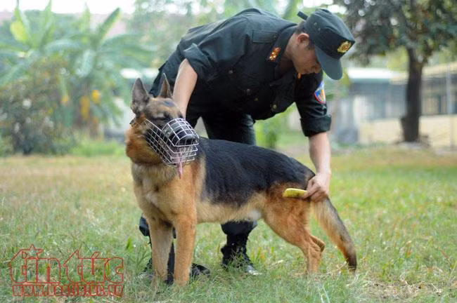 Xem chó nghiệp vụ trấn áp tội phạm của Công an Thành phố Hồ Chí Minh ảnh 19
