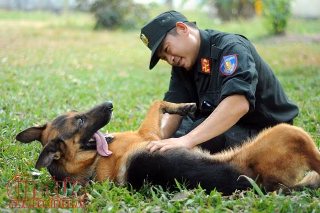 Xem chó nghiệp vụ trấn áp tội phạm của Công an Thành phố Hồ Chí Minh ảnh 20