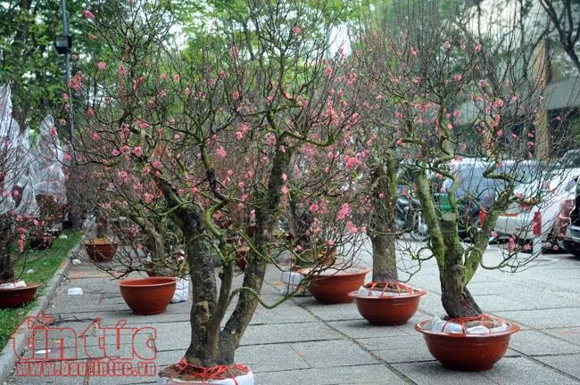 Hoa đào đất Bắc khoe sắc 'hút' khách chơi Tết TP Hồ Chí Minh ảnh 1