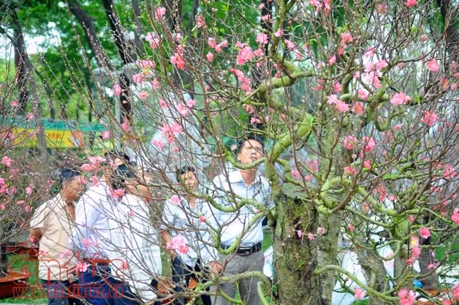 Hoa đào đất Bắc khoe sắc 'hút' khách chơi Tết TP Hồ Chí Minh ảnh 5