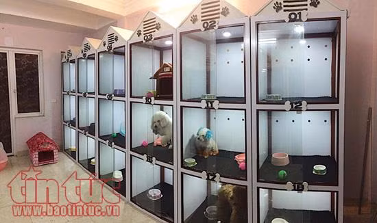 Bất ngờ khi thú cưng được chăm sóc với gà hầm, cá hồi trong dịp Tết Nguyên đán ảnh 2