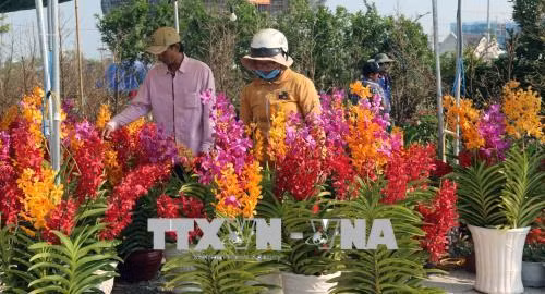 Rộn ràng sắc Xuân trên mọi miền Tổ quốc ảnh 8