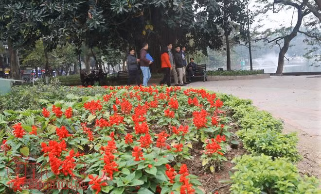Trung tâm Hà Nội rực rỡ trước thềm Tết Nguyên đán ảnh 5