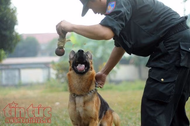 Xem chó nghiệp vụ trấn áp tội phạm của Công an Thành phố Hồ Chí Minh ảnh 12