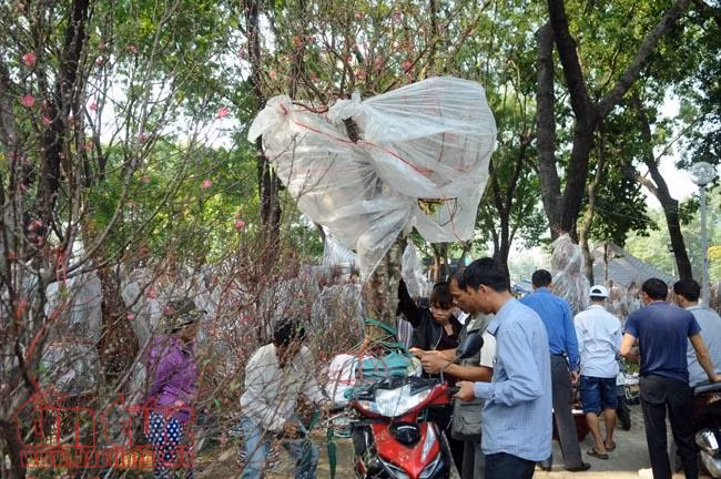 Hoa đào đất Bắc khoe sắc 'hút' khách chơi Tết TP Hồ Chí Minh ảnh 10