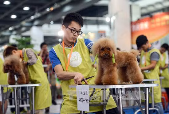 Người dân Trung Quốc mạnh tay chi tiêu cho thú cưng ảnh 1
