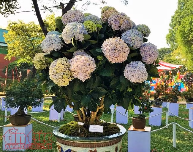 Ngắm các loại hoa, bonsai đẹp, lạ tại Hội hoa Xuân Tao Đàn ảnh 9