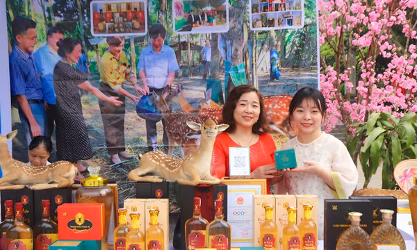 Bền bỉ dựng xây sinh kế từ tài nguyên bản địa quê hương