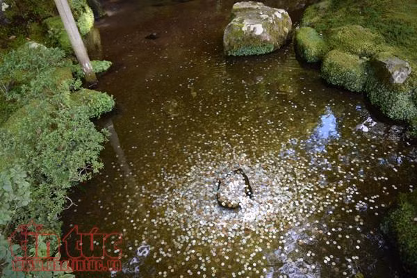 Chiêm ngưỡng ba ngôi chùa nổi tiếng ở cố đô Kyoto ảnh 7