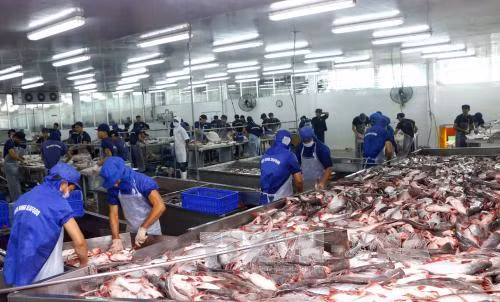 Doanh nghiệp vẫn lạc quan khi Mỹ kiểm tra cá tra Việt Nam ảnh 1
