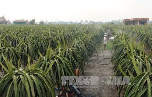  Tìm hướng đi bền vững cho cây thanh long - Bài 2: Phát triển thanh long theo hướng công nghệ cao ảnh 2